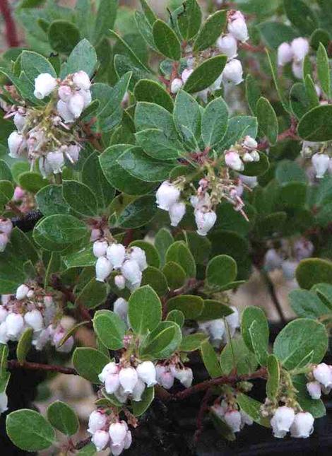 Arctostaphylos edmundsii, Big Sur Manzanita - grid24_12