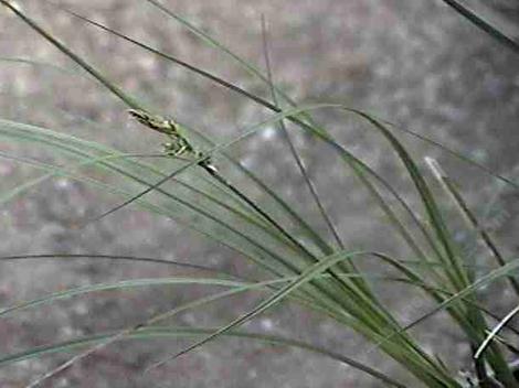 Carex globosa, Globe Sedge - grid24_12