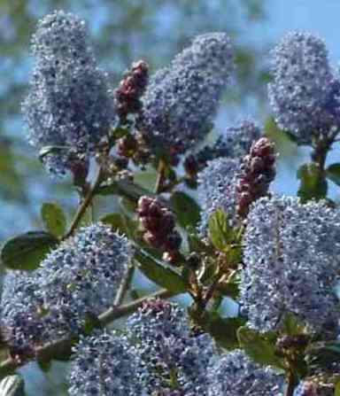 A Ceanothus with red buds, blue flowers. - grid24_12