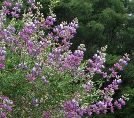 Silver Bush Lupine has a mix of pastels and is a stunner in a Southern California Garden. This lupine does not like water and is very drought tolerant. - grid24_12