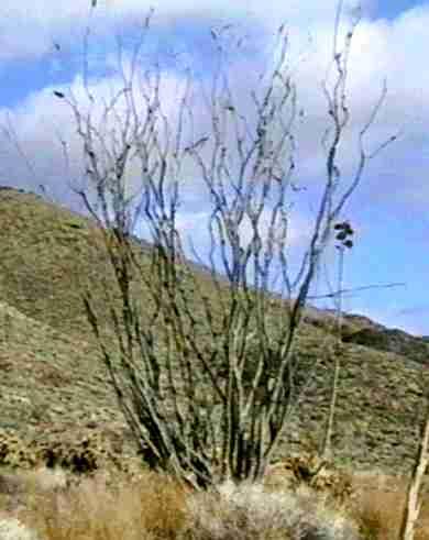 An old picture of a Fouquieria splendens, Ocotillo in a desert wash in Anza Borrego. - grid24_12