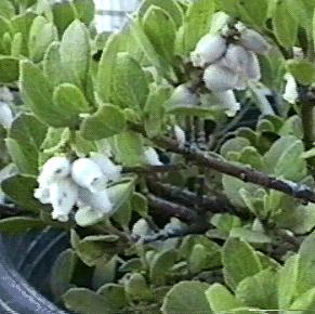 This manzanita is believed to be a hybrid of Arctostaphylos glandulosa and Arctostaphylos uva-ursi, found in northern California. - grid24_12