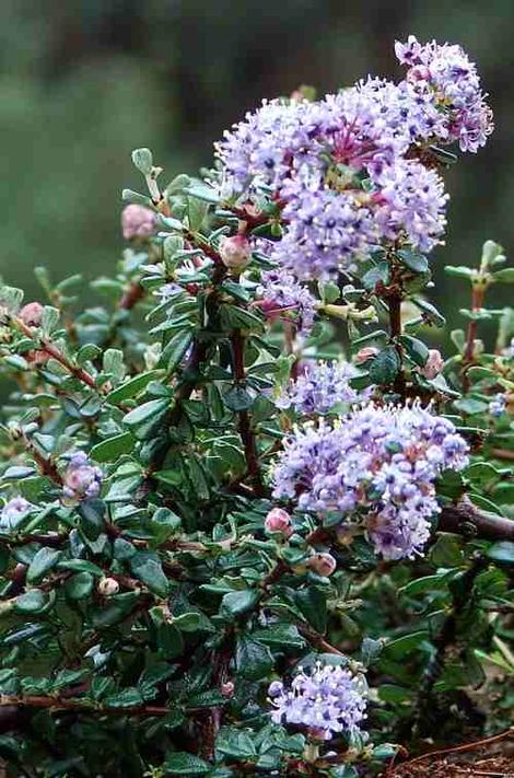 This close up of the Ceanothus maritimus flowers is only maybe 10 cm (5 inches) high. - grid24_12