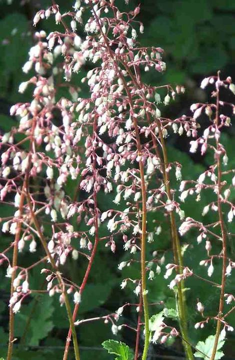 Heuchera rubescens var. glandulosa, Jack o the Rocks, grows in rocky areas,  has red stems and white to pink flowers, which make a good contrast. - grid24_12