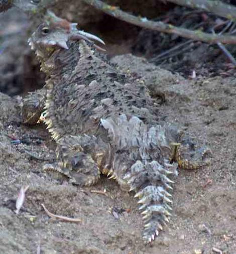A Blainville's (Coast) Horned Lizard Phrynosoma (Anota) coronatum sometimes called a horny toad. Term of endearment expressed by wife? - grid24_12