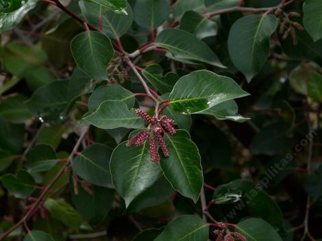 Rhus ovata, Sugar Bush leaves and buds. - grid24_12