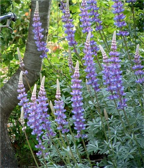 Grape Soda Lupine in our garden - grid24_12