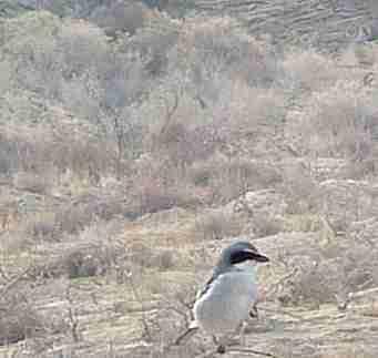 Logger headed shrike is one of the smarter animals along the west side of the San Joaquin - grid24_12