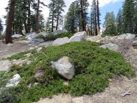 This low-growing manzanita is found in higher elevation coniferous forests of of California from the Sierra Nevada mountains north.  - grid24_12