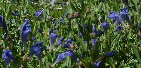 Scutellaria austinae Skull Cap - grid24_12