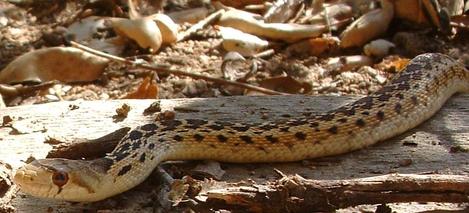 Gopher snake crawling through garden, by close - grid24_12