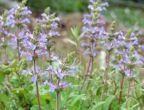 Salvia sonomensis in flower. The foliage is green in moist years, gray in dry years. - grid24_12
