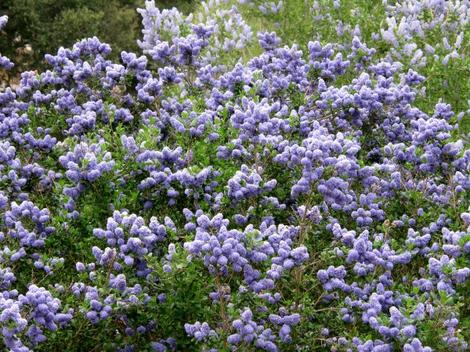 Is this bright enough for you? Ceanothus Celestial Blue is bright and cheery. - grid24_12