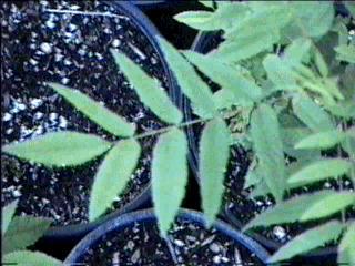 Here is a photo of a leaflet of Juglans californica, Southern California Walnut, in the Santa Margarita nursery.  - grid24_12