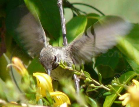 The flowers of Keckiella antirrhinoides, Yellow Bush Snapdragon, are here being visited by a hummingbird for nectar and tiny insects. Native plants bring native birds. - grid24_12