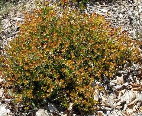 The new growth of Sunset manzanita can be amazingly colorizing in a landscape.  - grid24_12