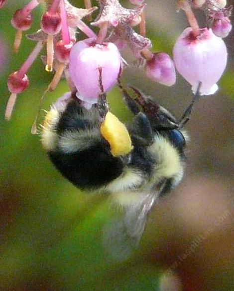 Bumblebee on manzanita flowers - grid24_12