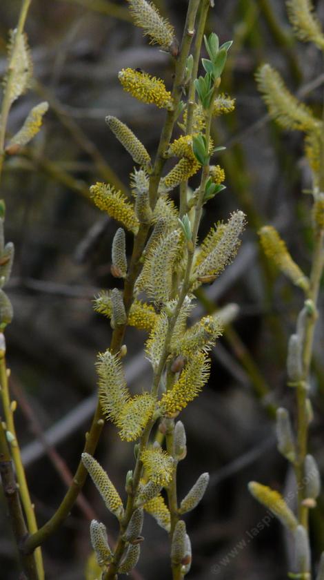 Salix lasiolepis, Arroyo Willow, in flower - grid24_12