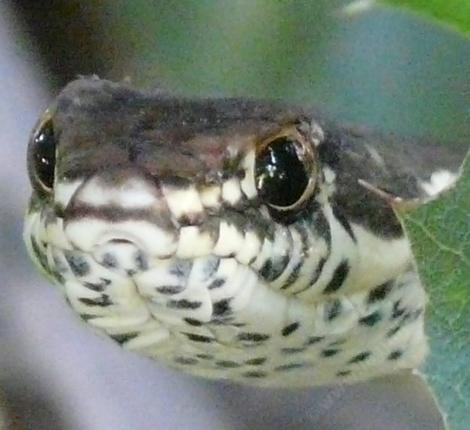 Up in a little tree, Coluber lateralis,California Striped Racer snake watching. - grid24_12