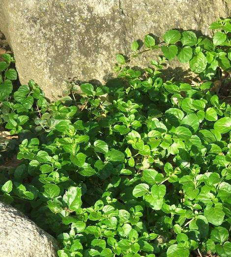 Yerba Buena, Satureja douglasii is a beautiful green groundcover  in part shade with rocks. - grid24_12