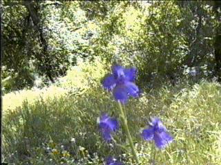 Delphinium parishii, Sky Blue Larkspur, is shown here in the central oak woodland of California, amongst the weeds, and other wildflowers.  - grid24_12