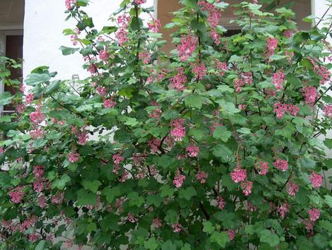 Ribes sanguineum var. glutinosum, Pink-Flowering Currant, is one of the showiest wild currants, with its pendulous clusters of reddish-pink flowers.  - grid24_12