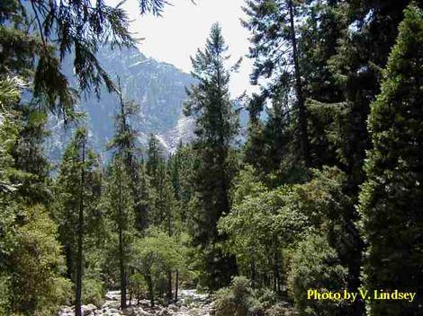 The floor of Yosemite Park - grid24_12