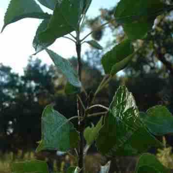 Populus fremontiiX Calm Fremont Cottonwood - grid24_12