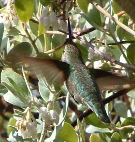 An Anna's hummingbird on a Arctostaphylos silicola, Ghostly Manzanita - grid24_12