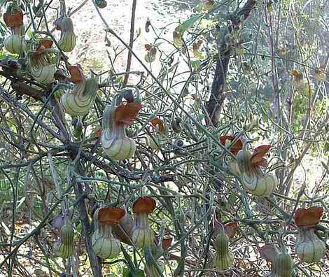 Aristolochia californica, California Pipevine, grows in the shade of, and climbs up trees, such as Quercus wislizenii, and Umbellularia californica, in the Sierra Nevada foothills of California.  - grid24_12