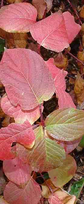 Cornus californica, California Dogwood fall COLOR  - grid24_12