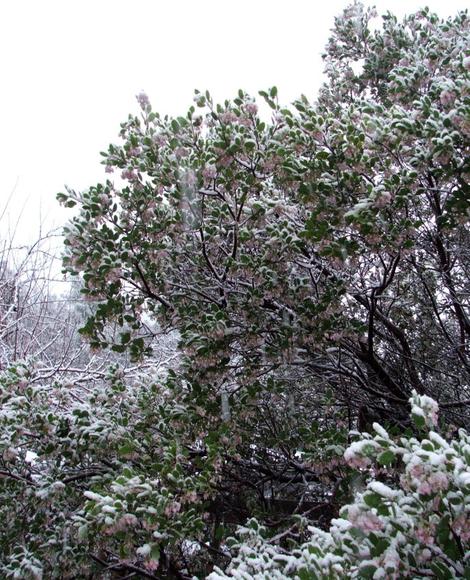 Arctostaphylos manzanita x densiflora, Austin Griffiths Manzanita did ok in up to a foot of snow. Hummingbirds were still working the flowers. - grid24_12