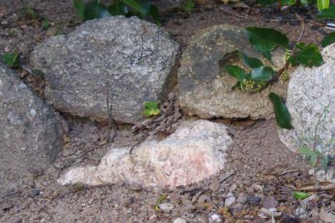 Landscape Design for Steep Slope Stabilization & Erosion Control, Old  Tappan, NJ