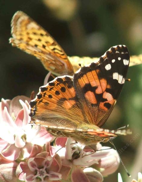 Asclepias speciosa with a Painted lady butterfly and a Fritilary Butterfly. Milkweeds are a wonderful addition to a California gardens. - grid24_12