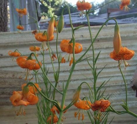 Lilium wigginsii, Wiggins Lily, has a very pleasant flowering form, especially showing well with a contrasting backdrop. - grid24_12