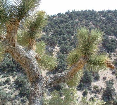 Joshua tree, Yucca brevifolia looking up into the Pinyon forest. - grid24_12