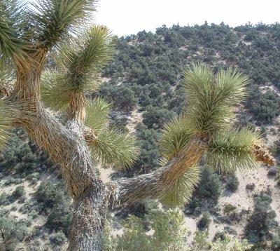 Joshua tree, Yucca brevifolia looking up into the Pinyon forest. - grid24_12