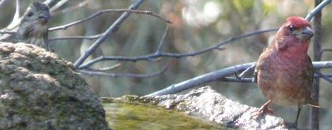 Purple finch at the birdbath. - grid24_12