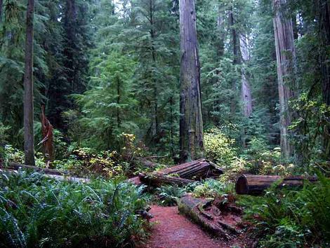 Coastal redwood forest with the remains of logging from decades ago that has created an opening in  California's Coastal Redwood forest filled with  Western Sword Fern (Polystichum munitum), and Elderberry. Please do not steal our photos! - grid24_12
