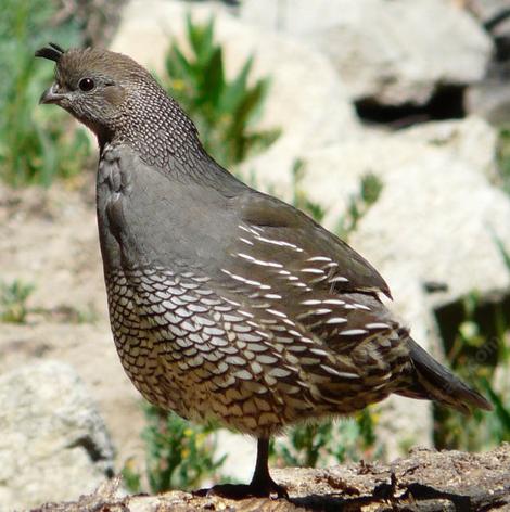 A California quail pretending to be a flamingo - grid24_12