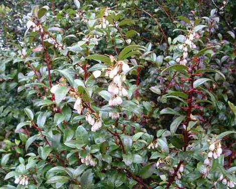 Vaccinium ovatum, Huckleberry in flower. - grid24_12