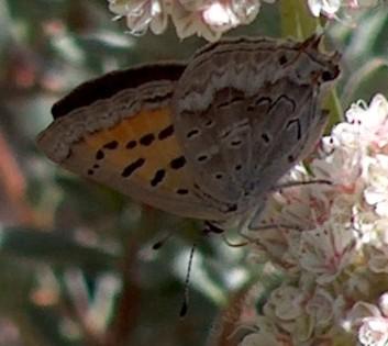 Tailed Copper Butterfly, Lycaena (Tharsalea) arota on a Buckwheat flower - grid24_12