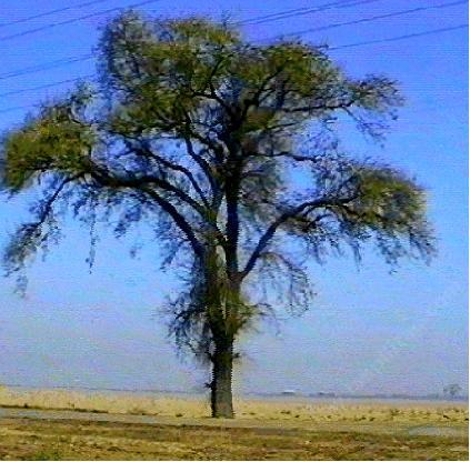 A valley oak tree in the San Joaquin valley around Riverdale. - grid24_12