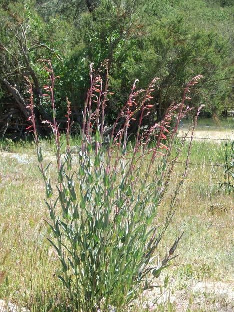 Penstemon centranthifolius, Scarlet Bugler, has a natural vase-like shape, which allows all the leaves and flowers to access the most sunlight, and the hummingbirds to feed most efficiently.  - grid24_12