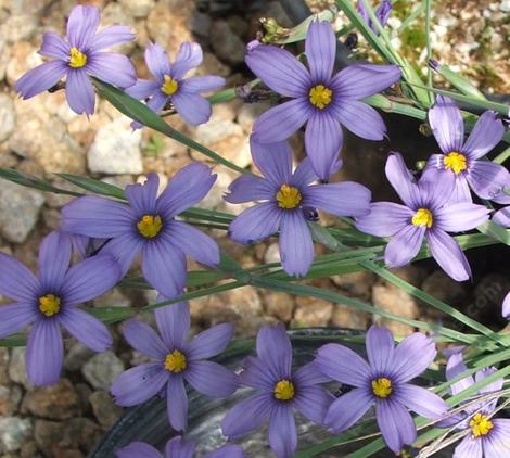Sisyrinchium bellum, Blue-Eyed Grass flowers are lavender blue. - grid24_12