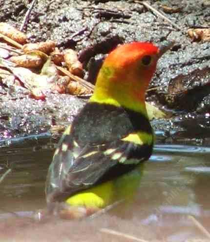 Western Tanager - grid24_12