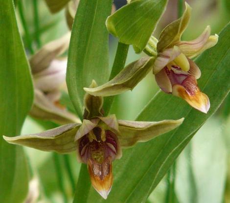 Epipactis gigantea,  Stream Orchid flower - grid24_12