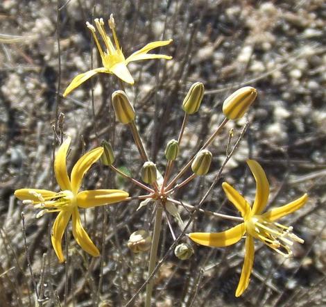 Bloomeria crocea var. aurea, Golden Star, or Goldenstar, is so cool to see in amongst the weedy grasses of the oak woodlands.  - grid24_12