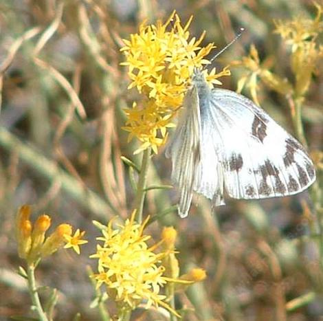 Common white butterfly on a Rabbitbrush - grid24_12