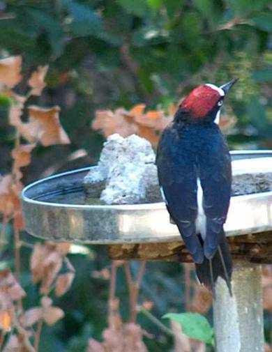 Acorn woodpecker at birdbath - grid24_12